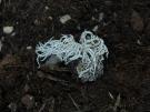 Thamnolia vermicularis (licheen)