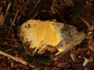 Ceriporia cf. spissa (korstzwam)