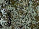 Cladonia subradiata (licheen)