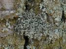 Heterodermia lutescens (licheen)