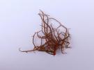 Usnea rubicunda (licheen)