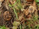 Aarddrager (plaatjeszwam)