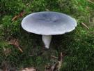 Berijpte russula (plaatjeszwam)