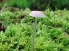 Slijmsteelmycena (plaatjeszwam)