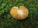 Abrikozenrussula (plaatjeszwam)