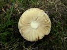 Geurige russula (plaatjeszwam)