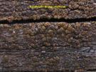 Bruine veenkorst (licheen)