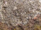 Kleine granietkorst (licheen)