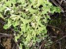Cladonia convoluta (licheen)