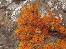 Xanthoria aureola (licheen)