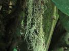 Usnea barbata (licheen)