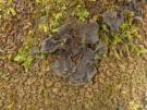 Leptogium cyanescens (licheen)