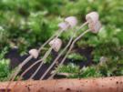 Varenmycena (plaatjeszwam)