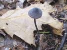 Zwarte melksteelmycena (plaatjeszwam)