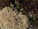 Cladonia mediterranea (licheen)