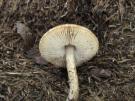 Lepiota pseudofelina (plaatjeszwam)