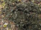 Collema ryssoleum (licheen)