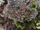Pannaria rubiginosa (licheen)