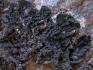 Collema subnigrescens (licheen)