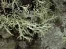 Ramalina wirthii (licheen)