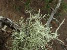 Ramalina arabum (licheen)