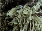 Ramalina maderensis (licheen)