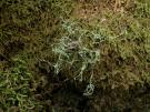 Ramalina dendriscoides (licheen)