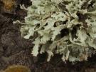 Ramalina requienii (licheen)