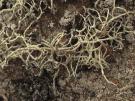 Ramalina pluviariae (licheen)