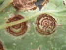 Pelargoniumroest (roest)