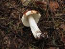 Appelrussula (plaatjeszwam)