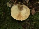 Grofplaatrussula (plaatjeszwam)