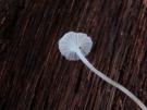 Smeerwortelmycena (plaatjeszwam)