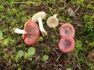 Geurige wilgenrussula (plaatjeszwam)