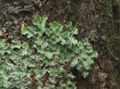 Lobaria sublaevis (licheen)