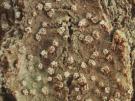 Pertusaria ophtalmiza (licheen)