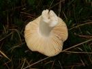 Jodoform russula (plaatjeszwam)