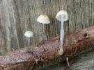 Slijmsteelmycena (plaatjeszwam)