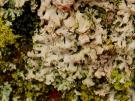 Laetisaria lichenicola (licheen parasiet)