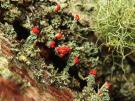 Cladonia bellidiflora (licheen)