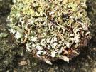 Cladonia firma (licheen)