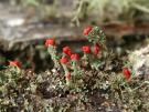 Cladonia bellidiflora (licheen)