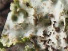 Tremella occulixanthoriae (licheen parasiet)