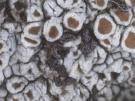 Unguiculariopsis thallophila (licheen parasiet)