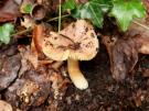 Vergelende russula (plaatjeszwam)