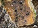 Pyrenochaeta xanthoriae (licheen parasiet)