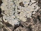 Physcia biziana (licheen)