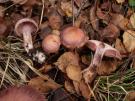 Cortinarius brunneotinctus (plaatjeszwam)