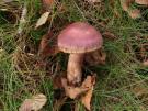 Cortinarius brunneotinctus (plaatjeszwam)