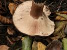 Antraciet russula (plaatjeszwam)